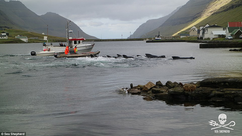 Cả vùng nước chuyển đỏ vì máu: Thảm cảnh hàng ngàn chú cá voi hoa tiêu bị giết hại, xả thịt dã man bên bờ biển